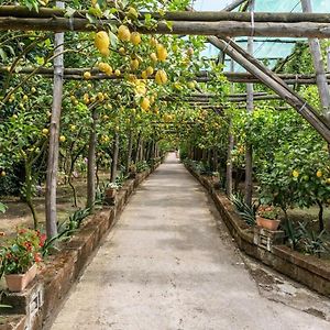 Romantic Garden
